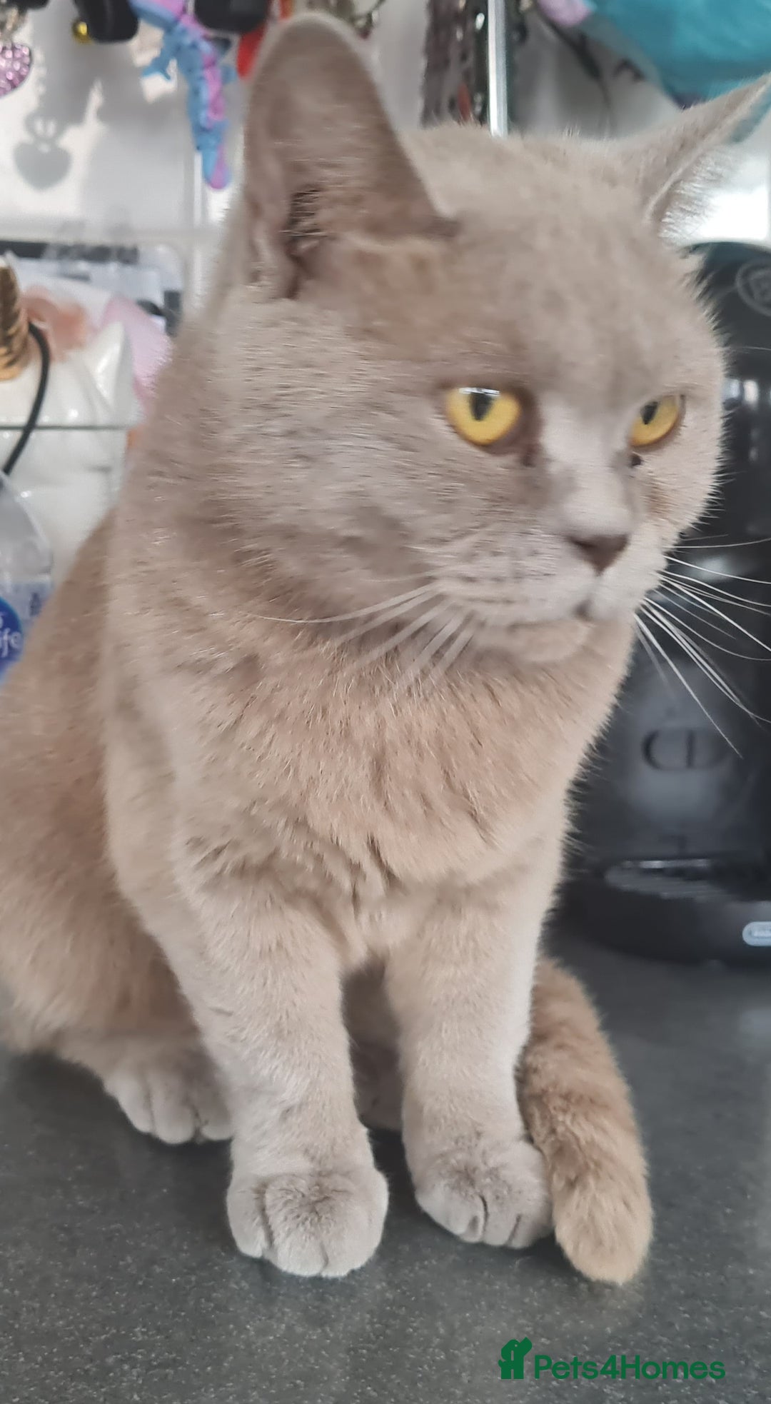 Brazilian Shorthair cats for sale: British shorthair Cross kittens - Image 14