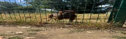 Shar Pei dogs for sale: only to 5 stars home - Advert 3