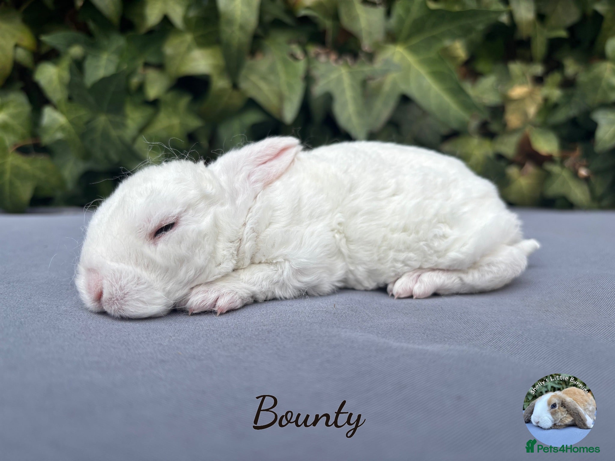 Mini Lop rabbits Pure bred mini plush lops  - Advert 1