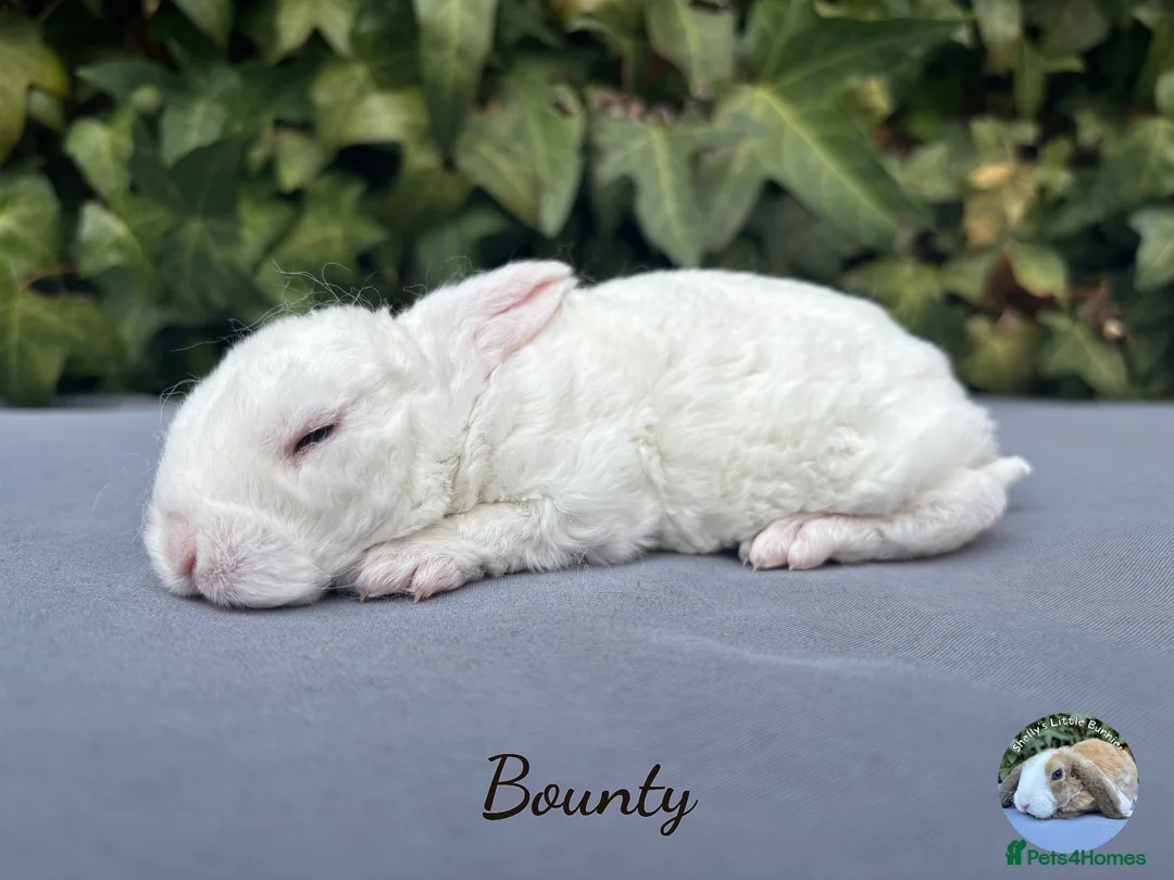 Mini Lop rabbits for sale: Pure bred mini plush lops  - Advert 1