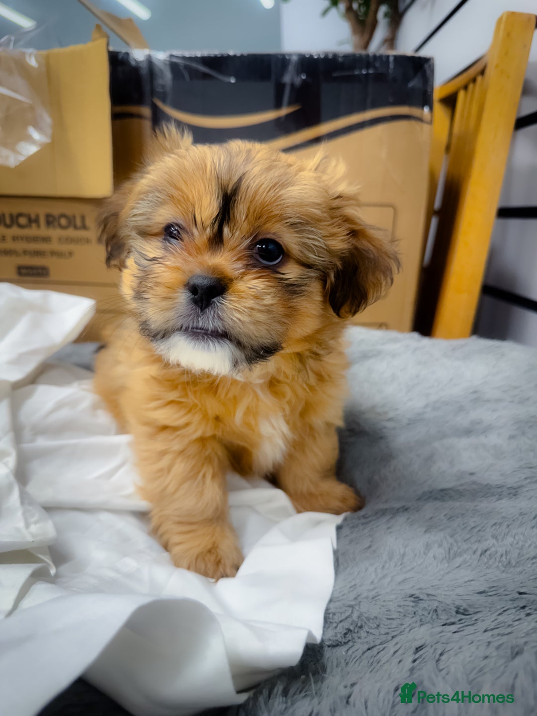 Mixed Breed dogs for sale: ✨ Gorgeous Mixed-Breed Puppies Looking for Homes - Advert 11