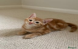 Mixed Breed cats for sale: Cute playful kittens  - Image 9