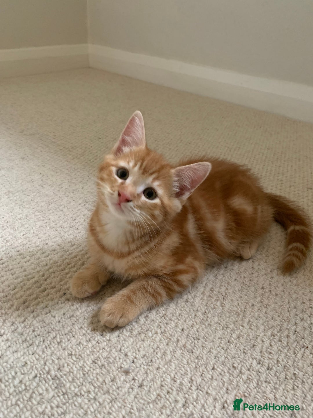Mixed Breed cats for sale: Cute playful kittens  - Image 9