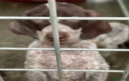 German Shorthaired Pointer dogs for sale: Pointers - Advert 9