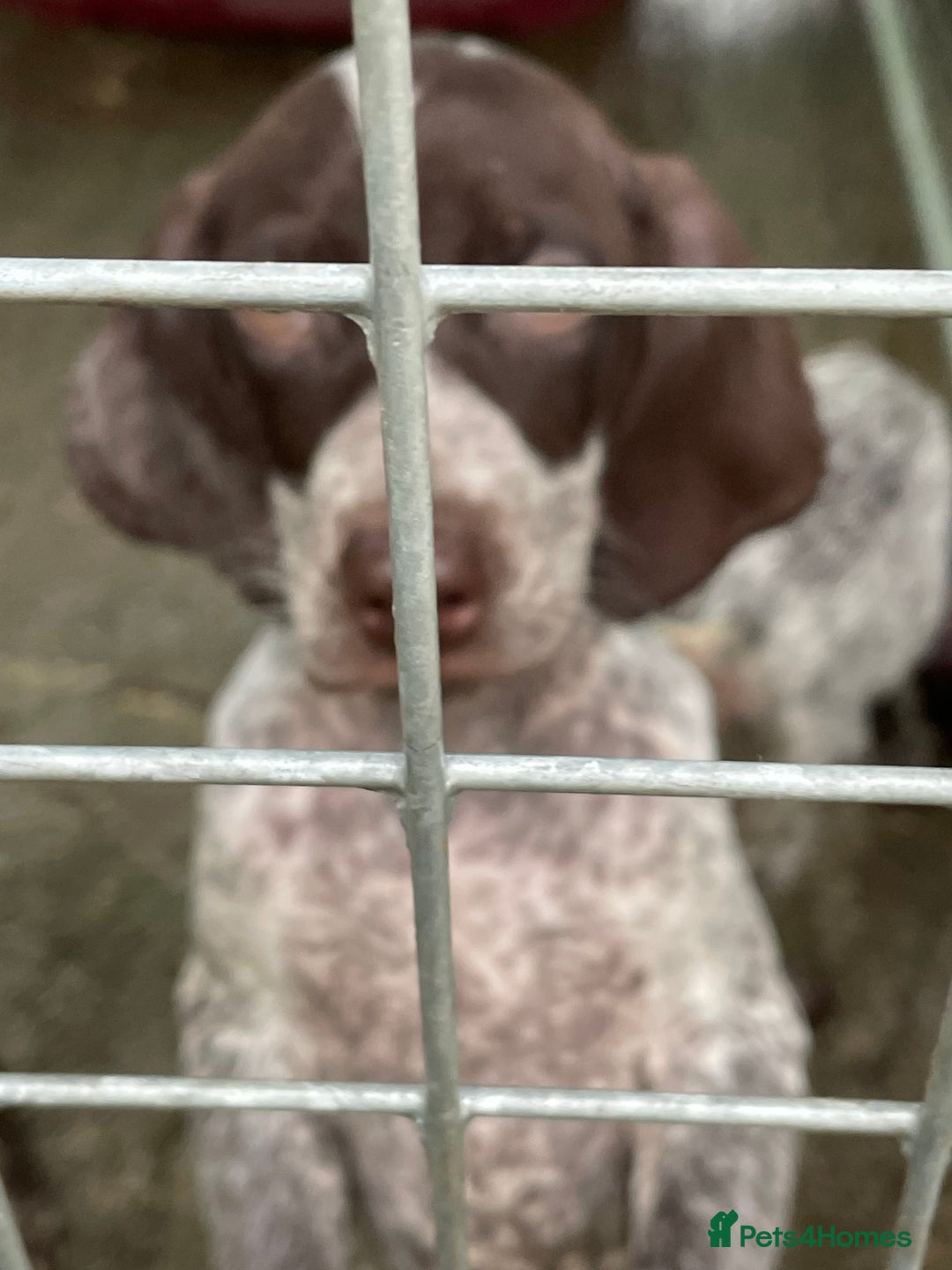 German Shorthaired Pointer dogs for sale: Pointers - Advert 9
