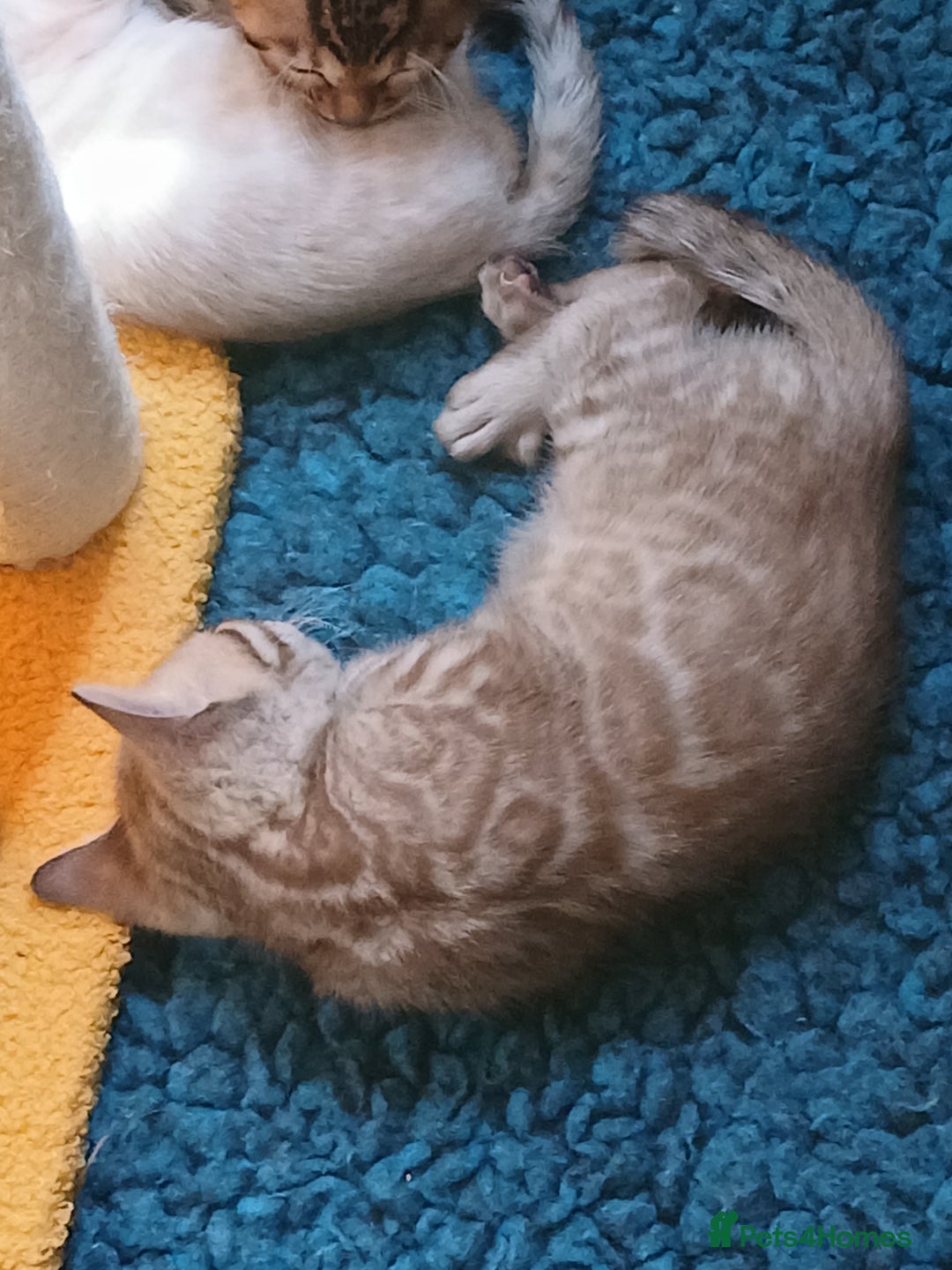 Bengal cats for sale: TICA Family-raised Bengal Kittens Vet Checked - Image 10