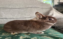 Netherland Dwarf rabbits for sale:  🌼(1yo) pedigree ND not-spayed free roam🌼 in Harrow - Image 6
