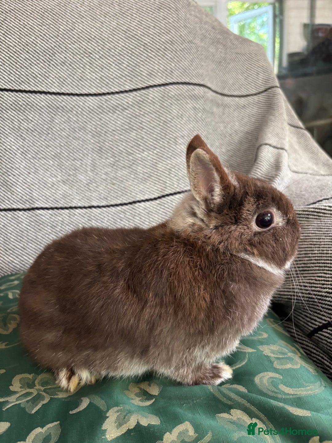 Netherland Dwarf rabbits for sale:  🌼(1yo) pedigree ND not-spayed free roam🌼 in Harrow - Image 6