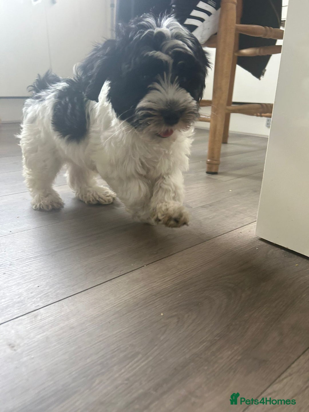Havanese dogs for sale: Show quality litter of kc reg havanese puppies in Lincoln - Image 19