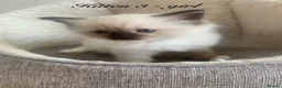 Ragdoll cats for sale: 🐾 Six Adorable Purebred Ragdoll Kittens 🐾 - Advert 29