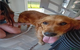 Golden Retriever dogs for sale: Waiting list closed in Nottingham - Image 3