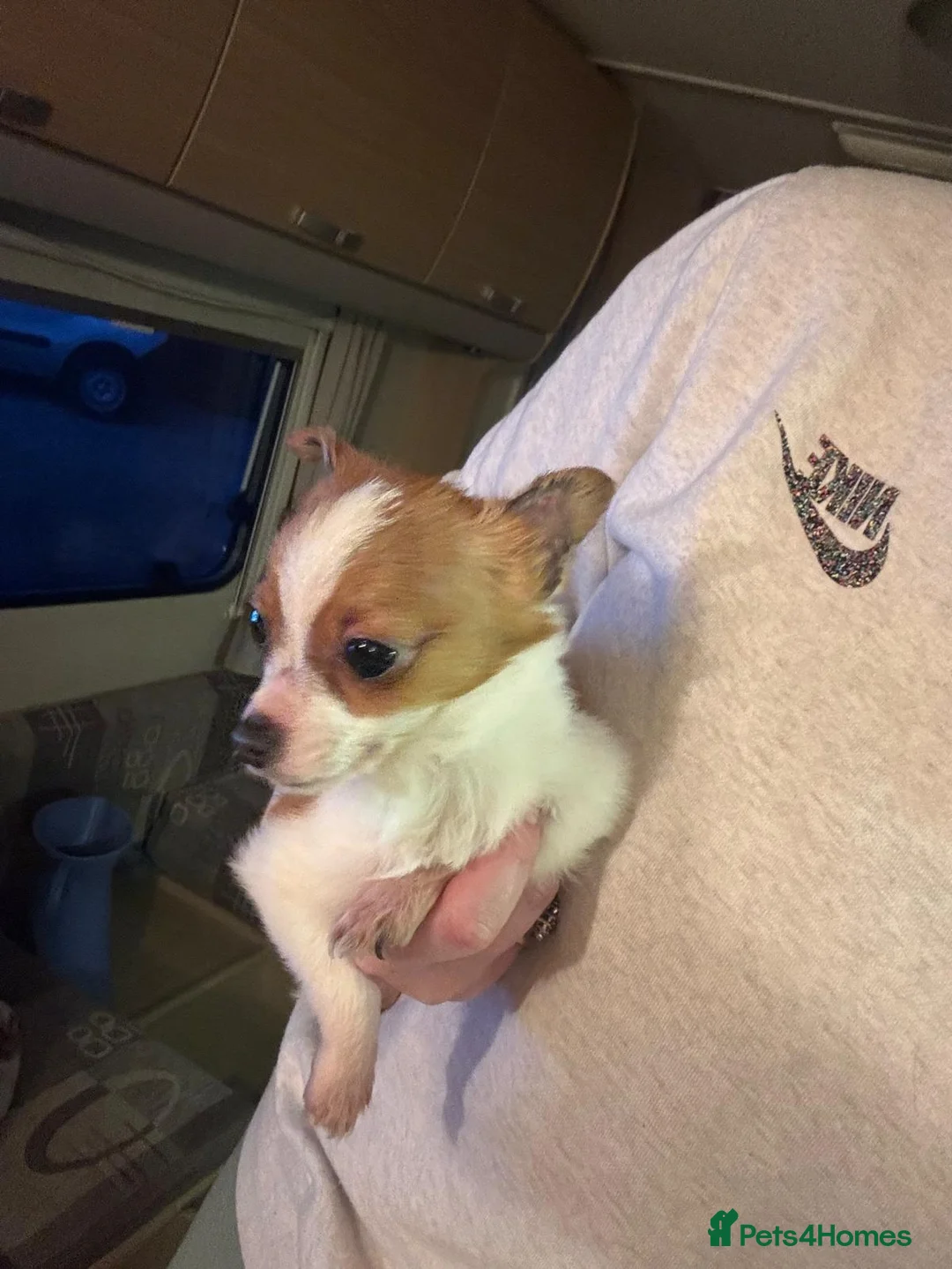 Jack Russell dogs for sale: Gorgeous Miniature Jack Russell  - Advert 7