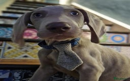 Weimaraner dogs for sale: Beautiful boy and girl looking for homes - Image 8