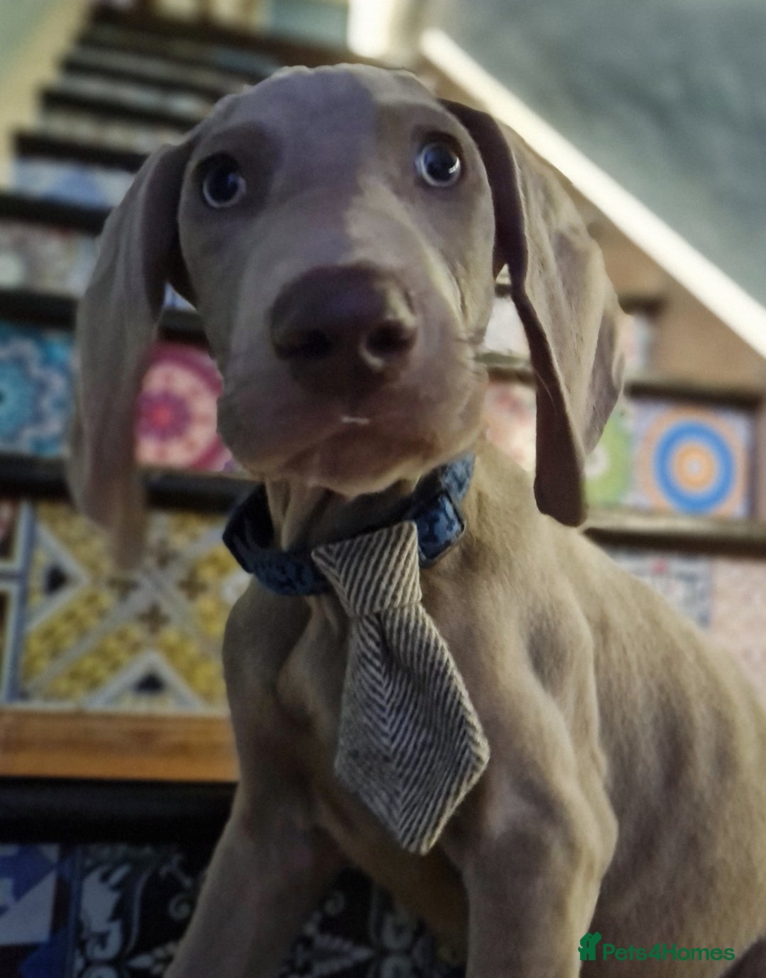 Weimaraner dogs for sale: Beautiful boy and girl looking for homes - Image 8