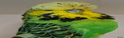 Budgerigars birds for sale: Exhibition Budgies for Sale  - Advert 13
