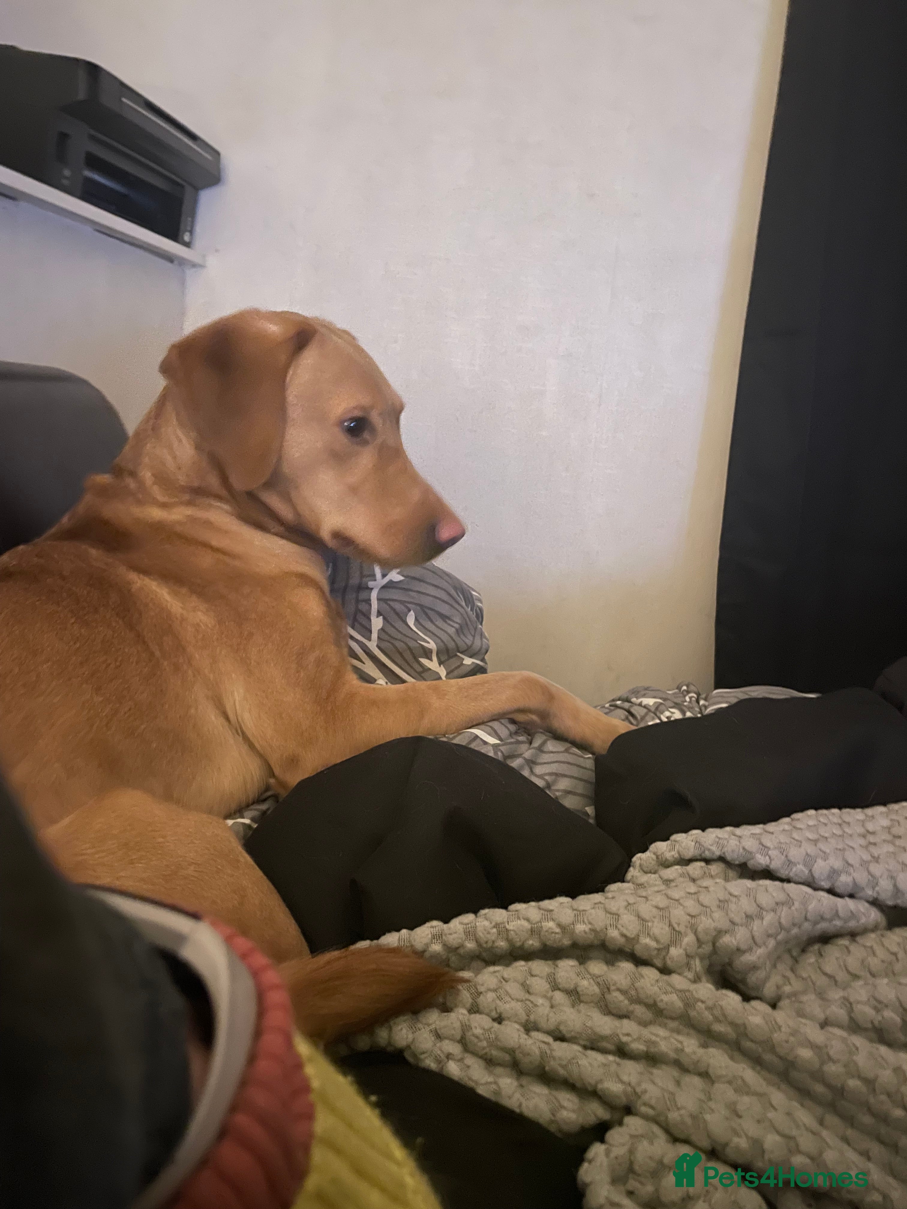 Cockerdor dogs Cockerdor pupies - Advert 6