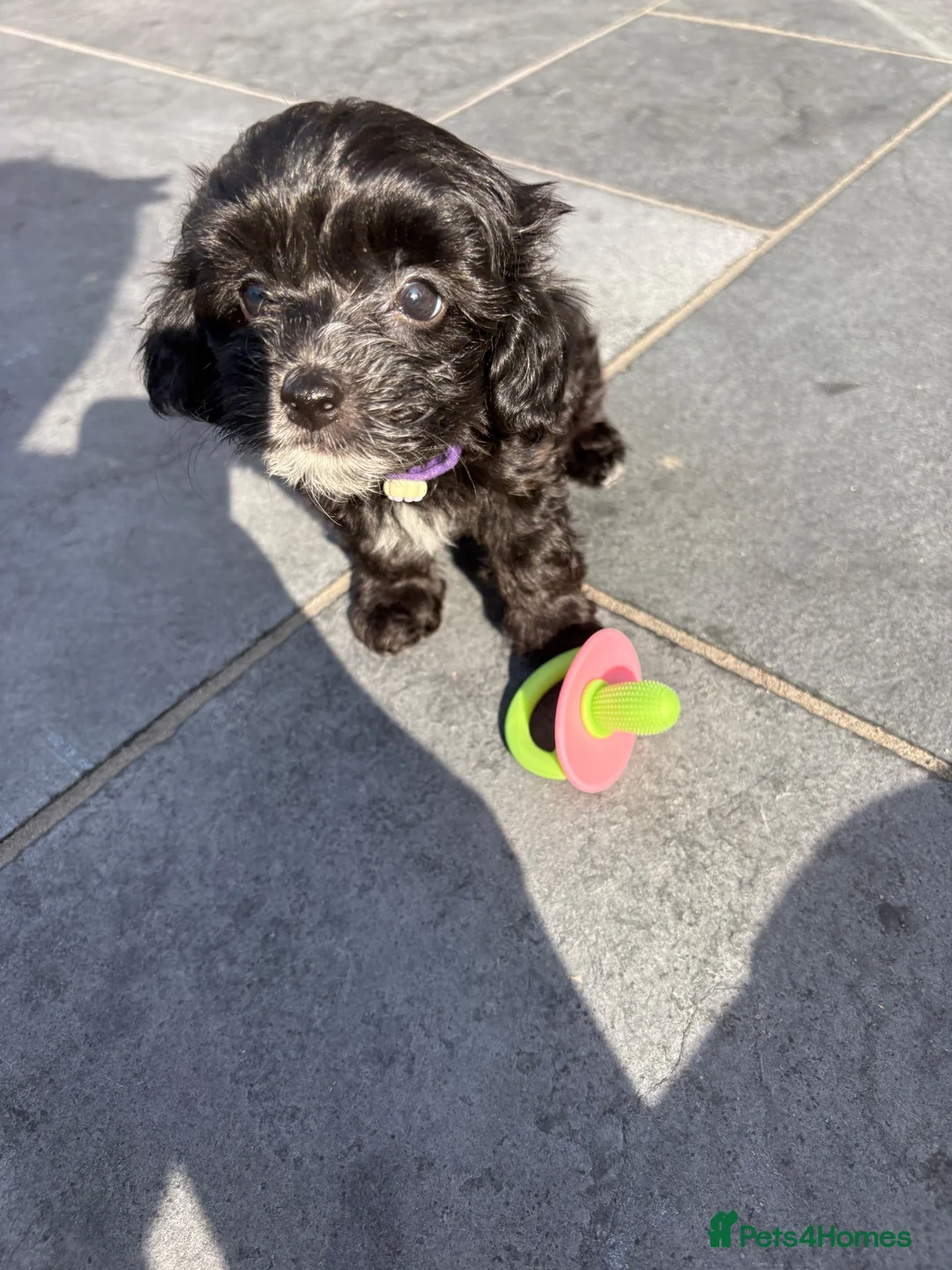 Maltipoo dogs for sale: ADORABLE TINY TOY MALTIPOOS  🐶  - Advert 2
