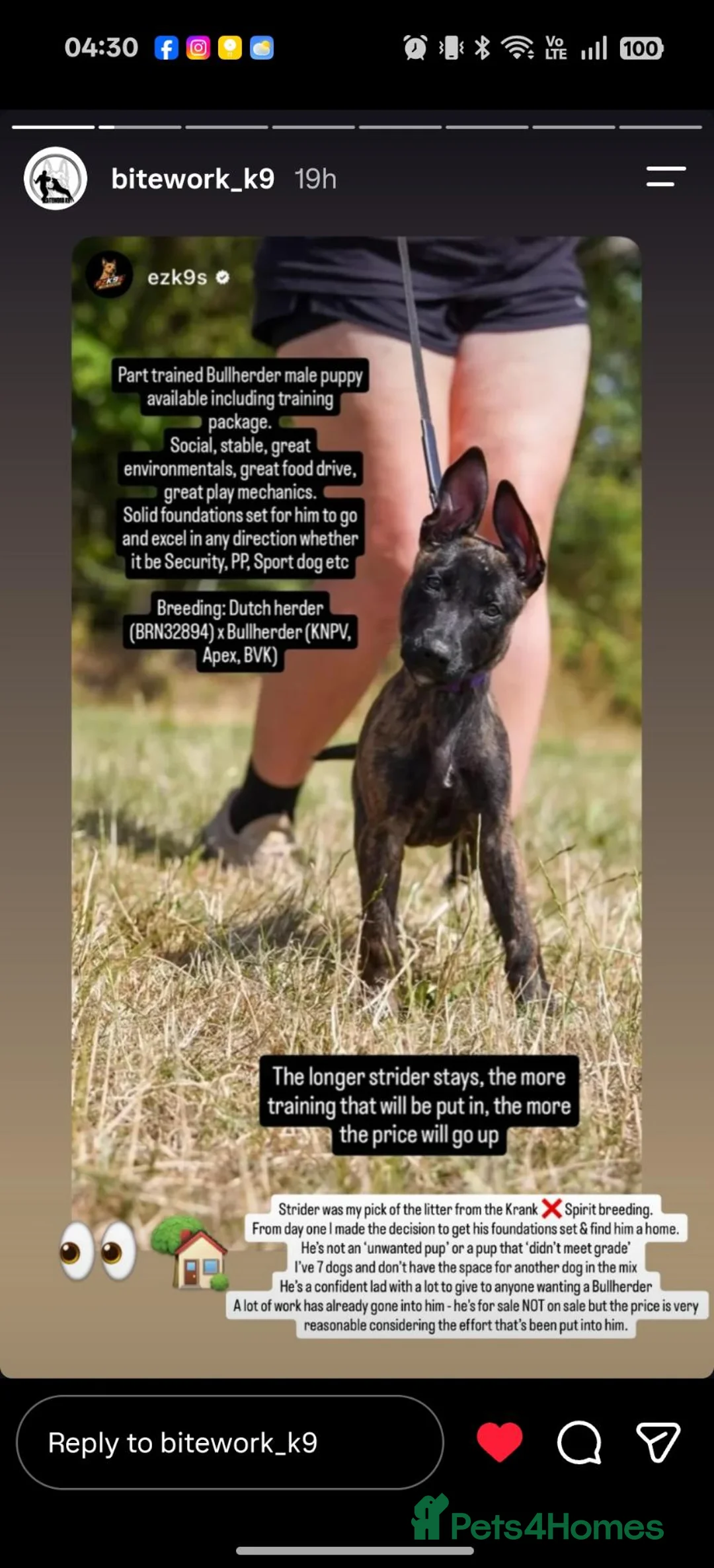 Mixed Breed dogs for sale: Dutch Herder X in Paignton in Paignton - Advert 2
