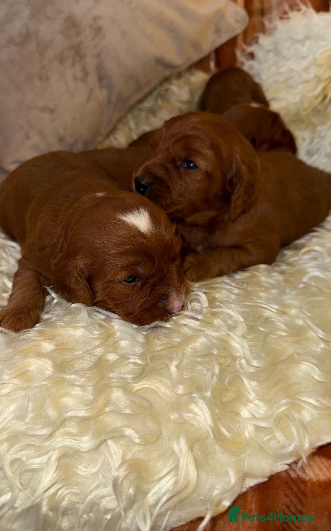 Cavapoo dogs for sale: ❤️ Deep Red Cavapoo Puppies ❤️ - Image 10