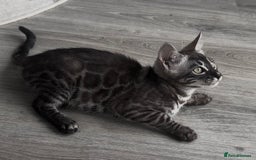 Bengal cats for sale: Breed quality silver bengal kittens 🐆💎🤍🩶🖤 - Image 19