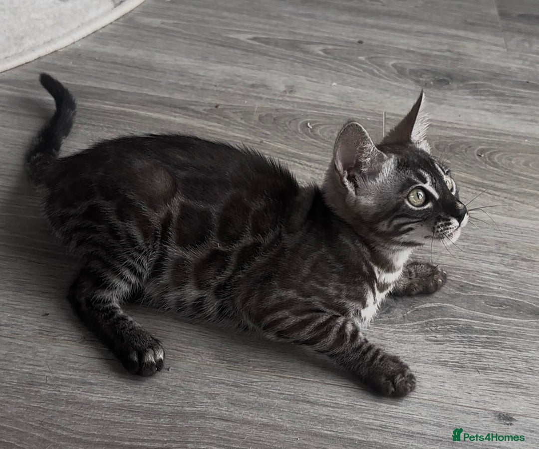 Bengal cats for sale: Breed quality silver bengal kittens 🐆💎🤍🩶🖤 - Image 19