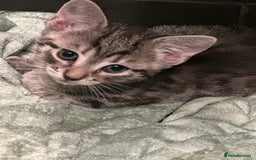 Mixed Breed cats for sale: Placid Tabby Girls  - Image 3