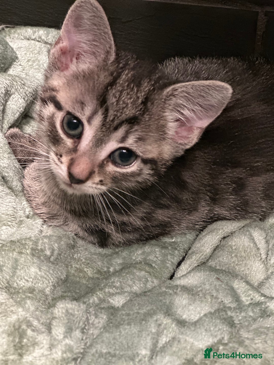 Mixed Breed cats for sale: Placid Tabby Girls  - Image 3