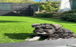 Miniature Schnauzer dogs for sale: Ready for our forever home’s miniature schnauzers  - Image 22