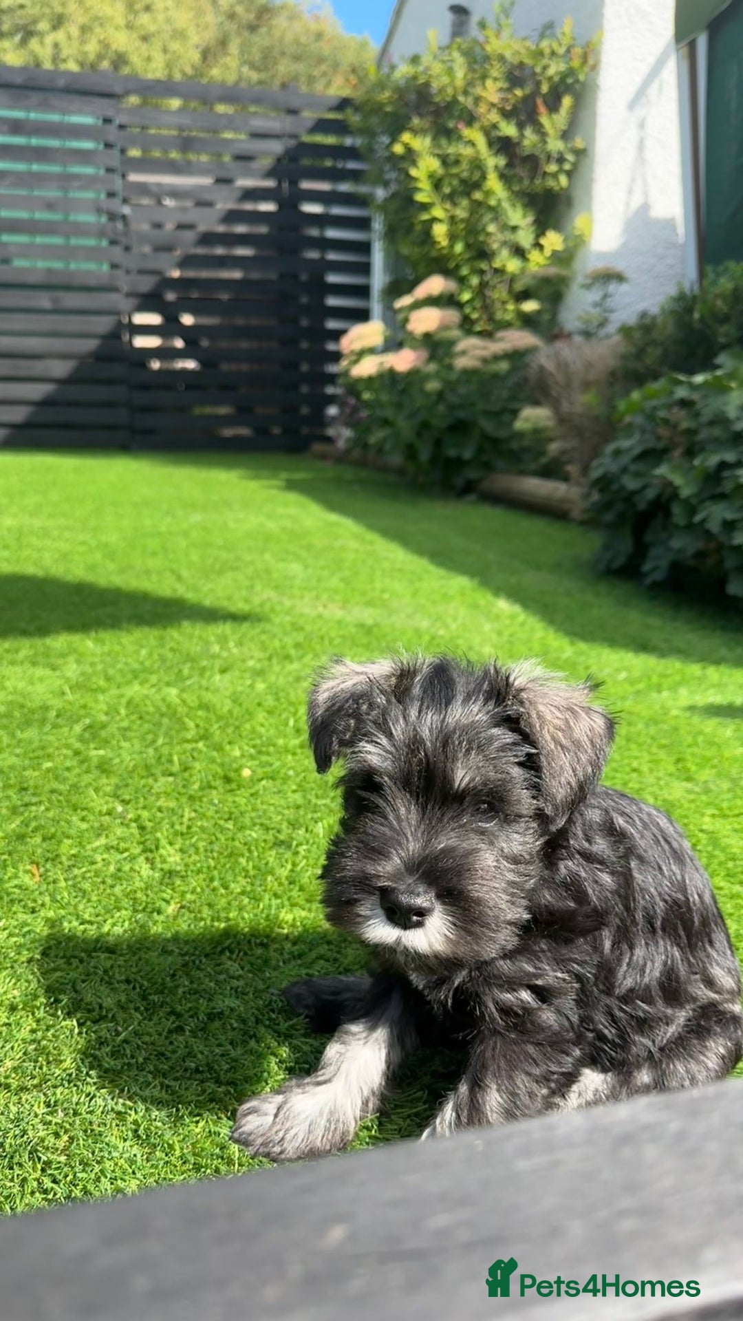 Miniature Schnauzer dogs for sale: Ready for our forever home’s miniature schnauzers  - Image 22