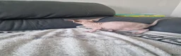 Sphynx cats for sale: Canadian Sphynx Kittens Looking for Loving Homes  - Advert 2