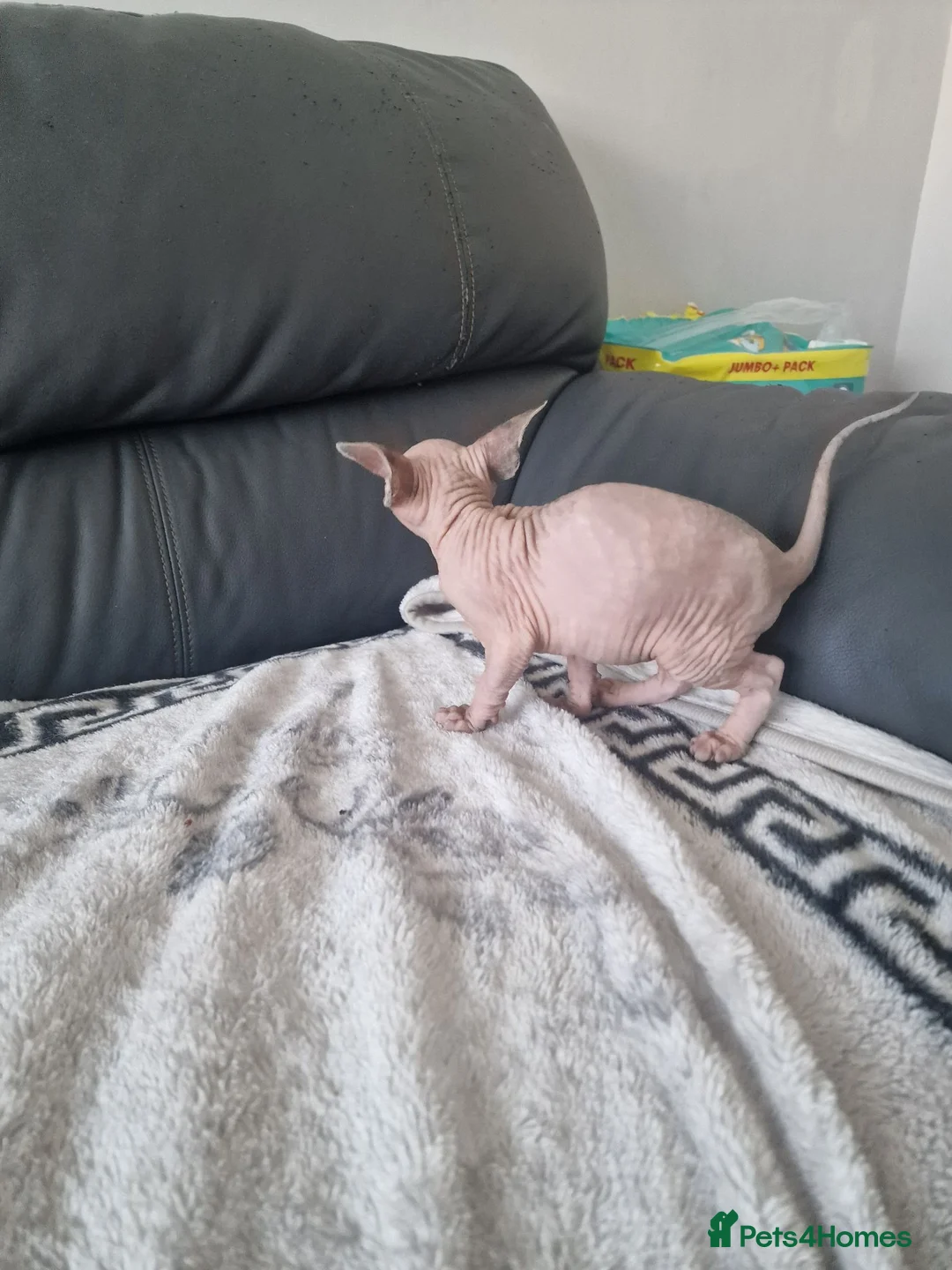 Sphynx cats for sale: Canadian Sphynx Kittens Looking for Loving Homes  - Advert 2