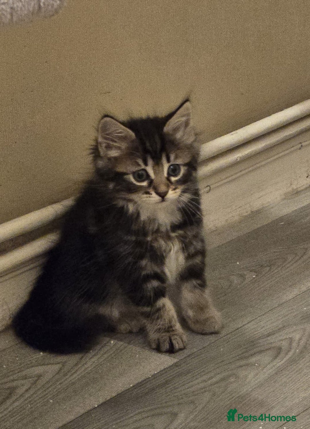 Mixed Breed cats for sale: Kittens for sale ready to go now   - Image 13