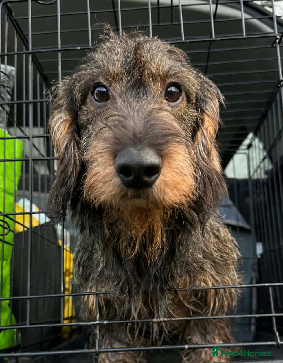 Dachshund dogs Stunning Kc standard wirehaired  in Highbridge - Advert 4