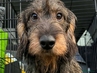 Dachshund dogs Stunning Kc standard wirehaired in Highbridge - Advert 4