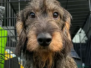 Dachshund dogs Stunning Kc standard wirehaired in Highbridge - Advert 10