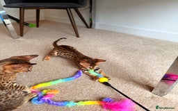 Savannah cats for sale: TICA Reg F3 Savannah Female Kitten ONE LEFT - Image 21