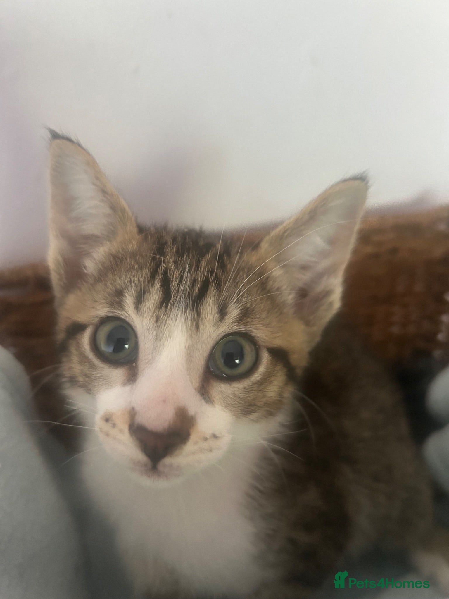 Mixed Breed cats Siamese cross boys available - Advert 1