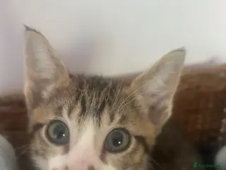 Mixed Breed cats Siamese cross boys available - Advert 1