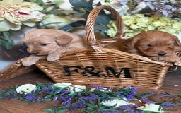 Mini Goldendoodle dogs for sale: Health tested Minature dark red/golden doodles  - Image 16