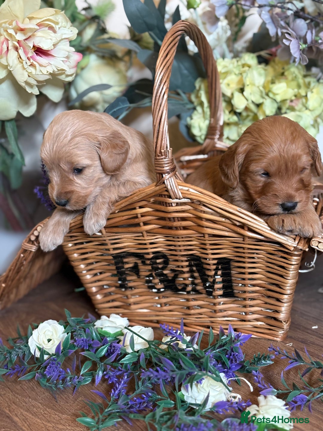 Mini Goldendoodle dogs for sale: Health tested Minature dark red/golden doodles  - Image 16