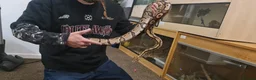 Python Snake reptiles for sale: Het Pied Ball Phython  - Advert 3