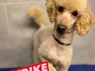 Miniature Poodle dogs Red K.C reg Miniature Poodle 4 Stud HEALTH TESTED in Chesterfield - Advert 1