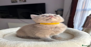 British Shorthair cats - Advert 13