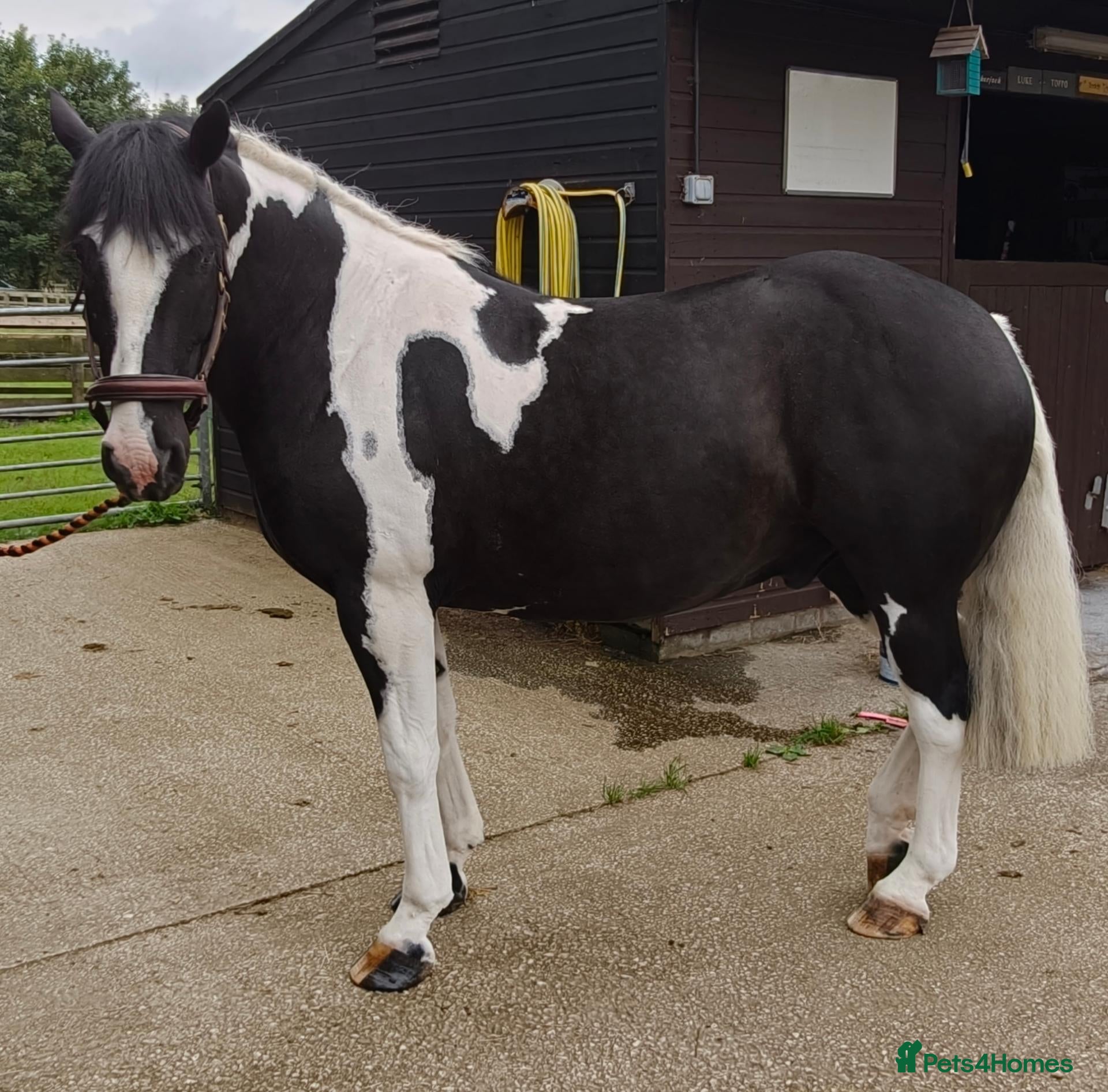 Irish Cob horses 8yo cob x project - Advert 4