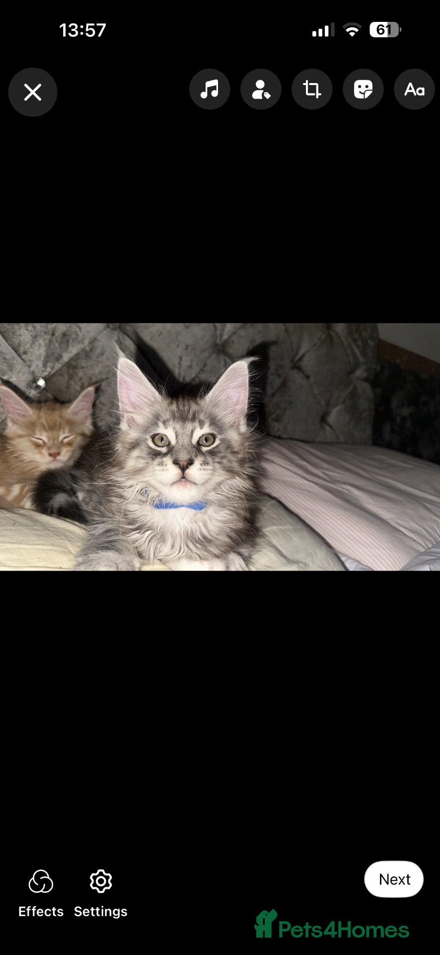 Maine Coon cats 2 Maine Coon kittens left & can do payment plan - Advert 14