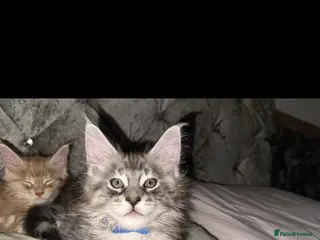 Maine Coon cats 2 Maine Coon kittens left & can do payment plan - Advert 14