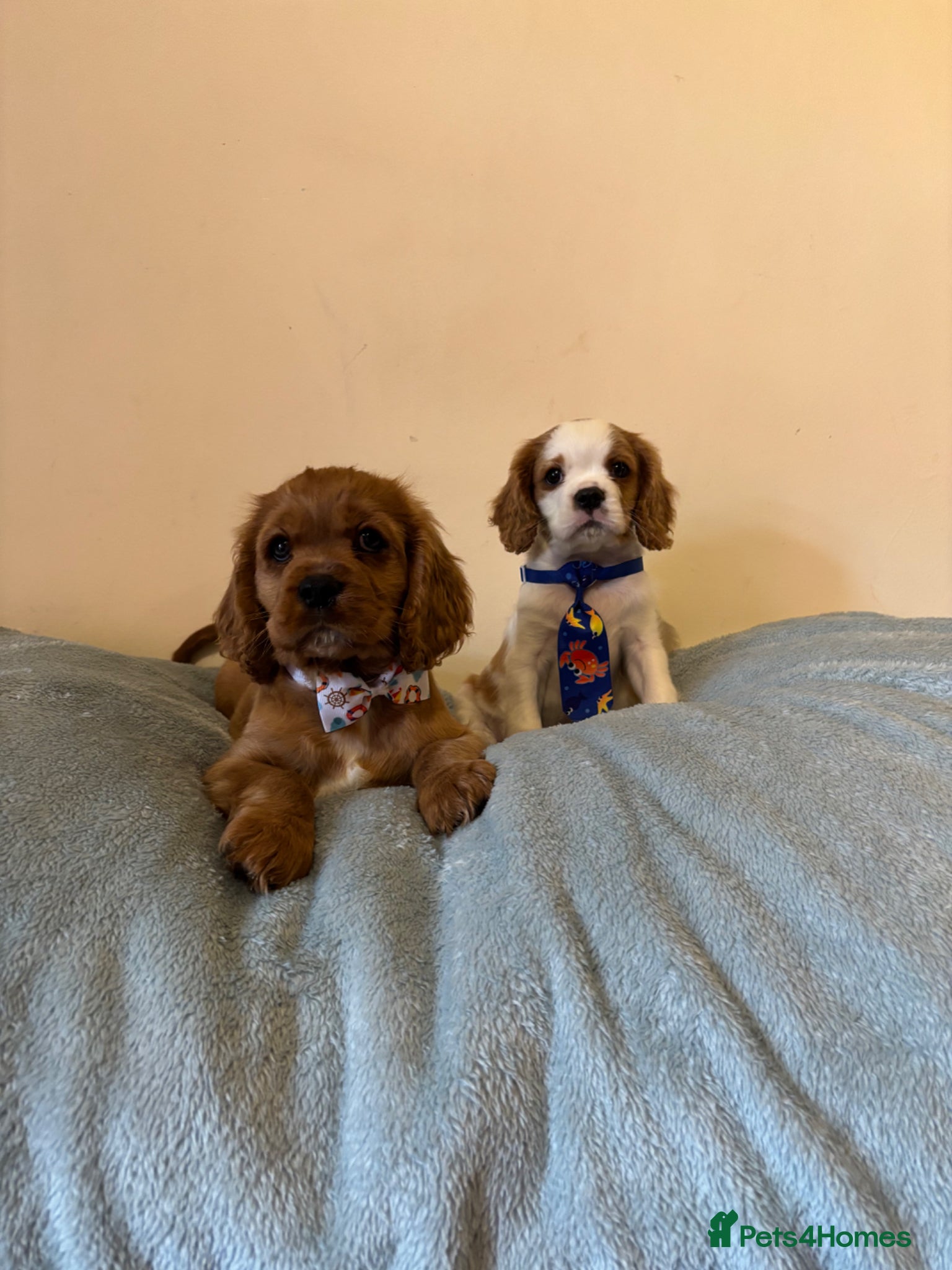 Cavalier King Charles Spaniel dogs Ready for there forvever homes ckcs kc registered  - Advert 2
