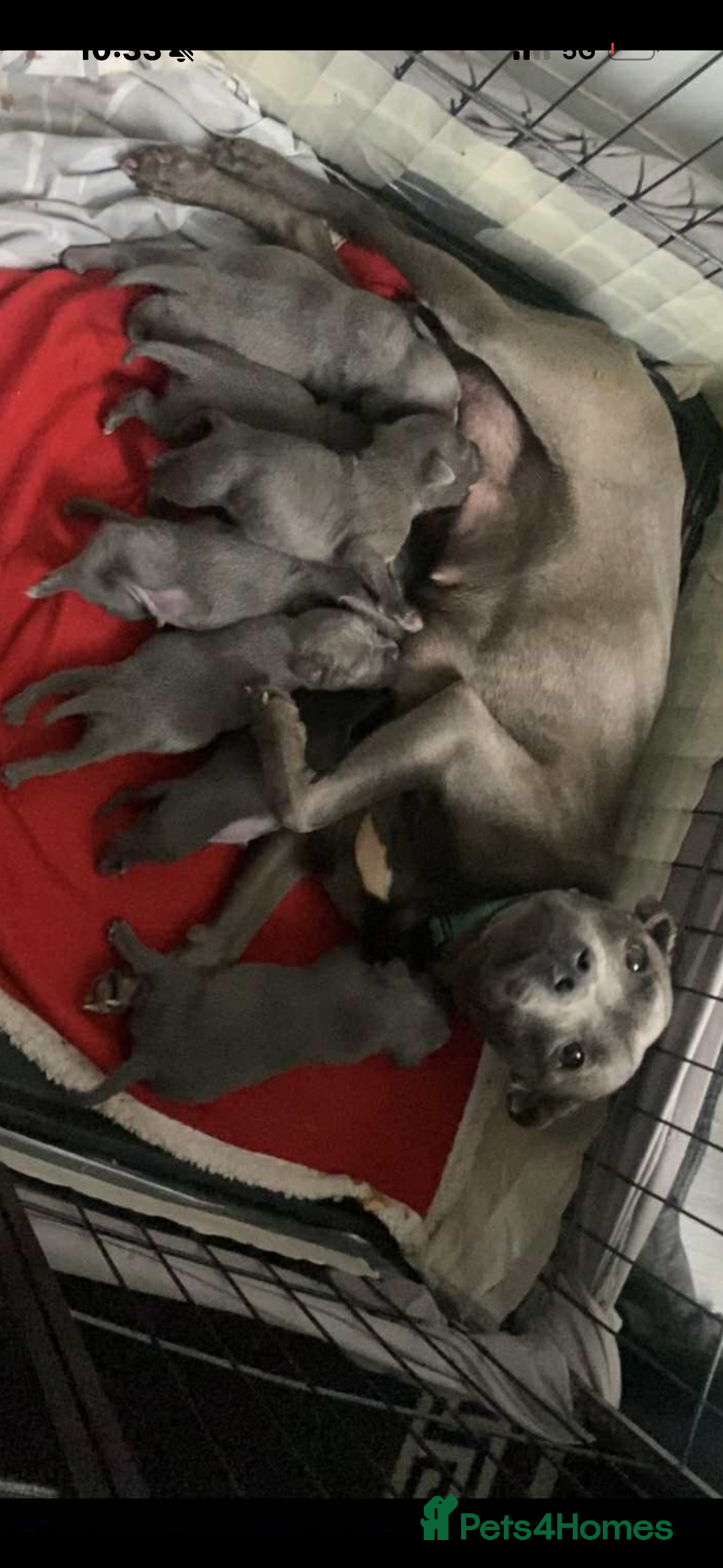 Staffordshire Bull Terrier dogs for sale: Staffy puppys - Advert 1