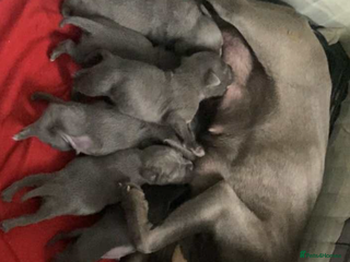 Staffordshire Bull Terrier dogs Staffy puppys - Advert 3