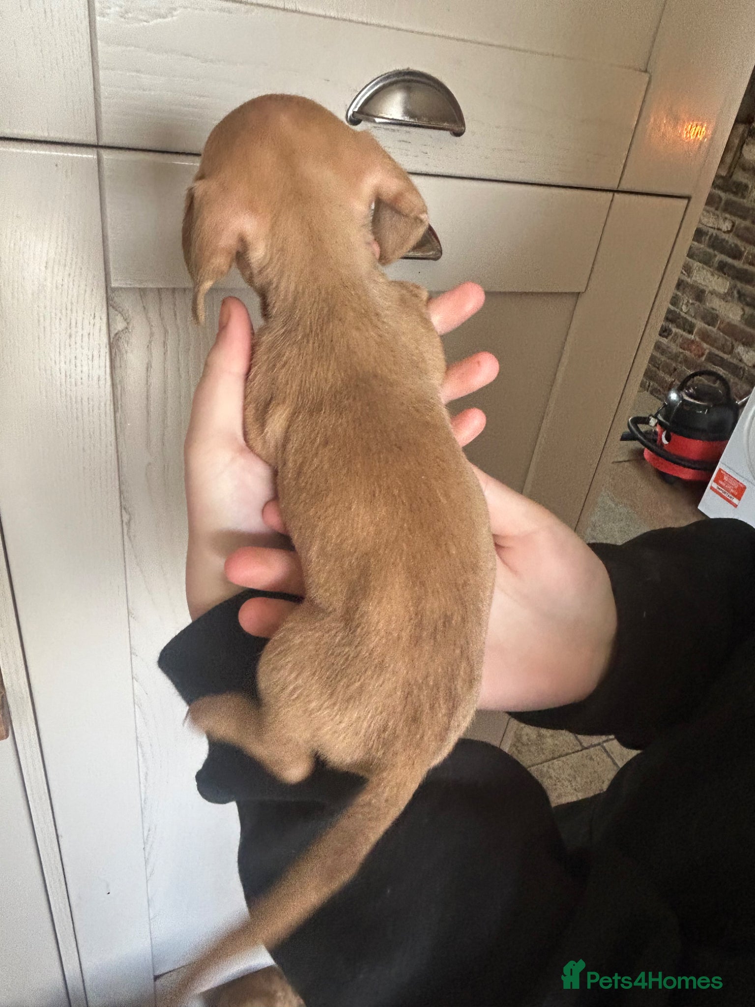 Miniature Dachshund dogs for sale: KC miniature dachshunds - Advert 16